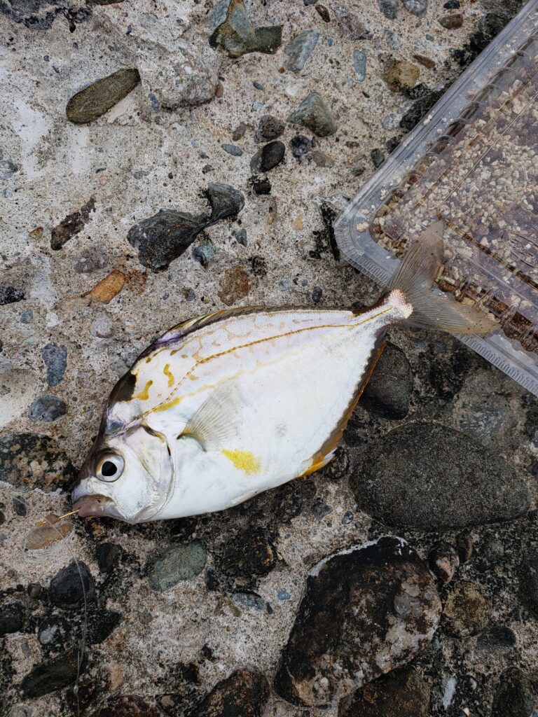 キス釣りの餌は青イソメじゃなくジャリメを使え ビボロク 釣りの備忘録