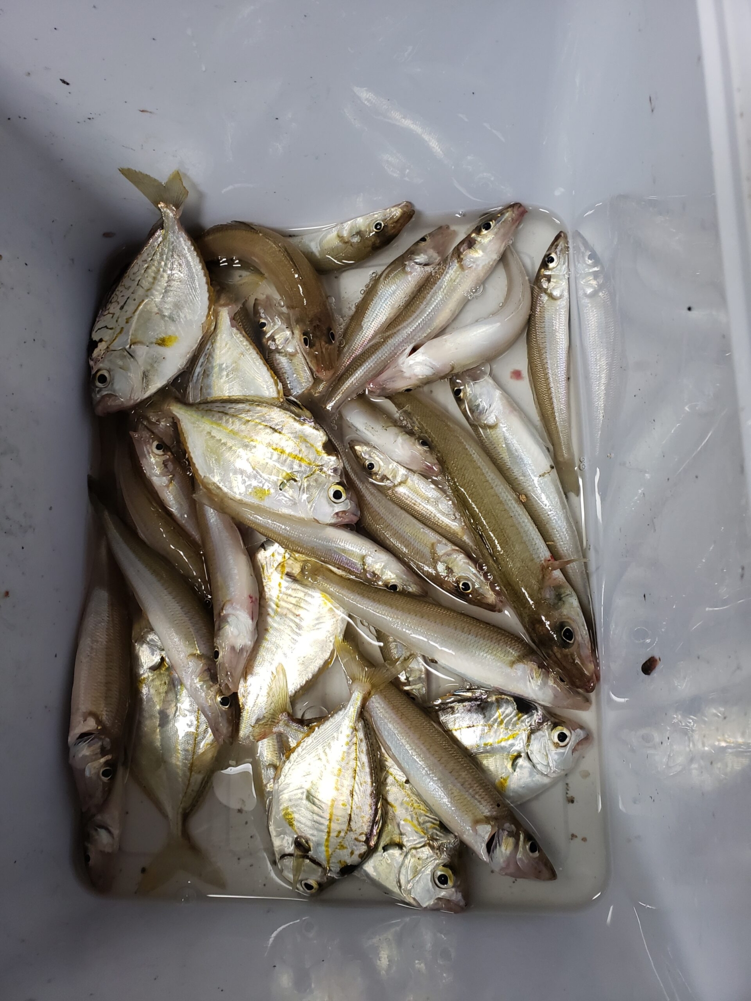 キス釣りの餌は青イソメじゃなくジャリメを使え! - ビボロク!~釣りの備忘録~
