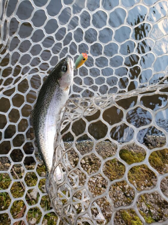 フィッシングサンクチュアリの第2ボンドを攻略！初心者にオススメ！ ビボロク！～釣りの備忘録～