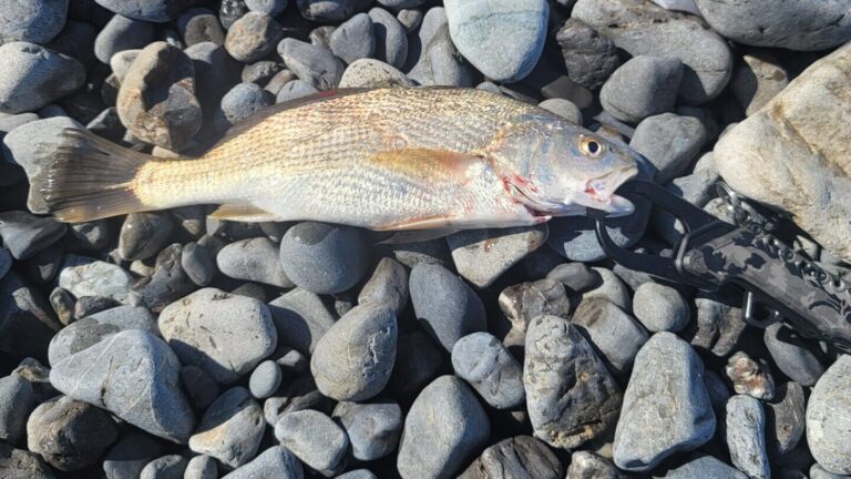 イシモチってどんな魚?ニベとの違いは?サーフでイシモチとニベを狙う時の仕掛けを紹介! - ビボロク!~釣りの備忘録~